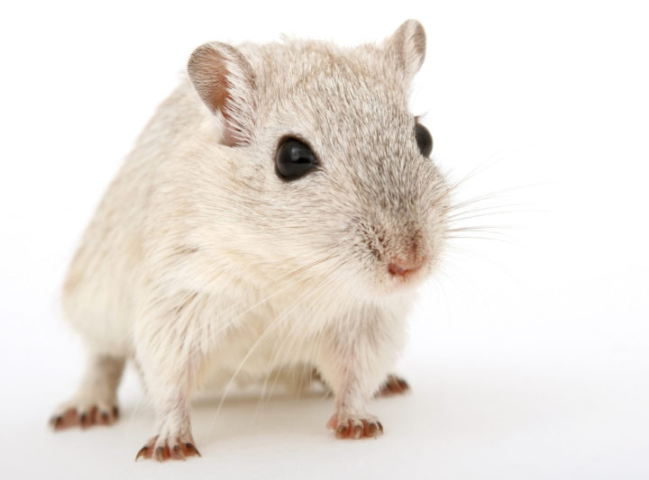 мыши на кето живут дольше